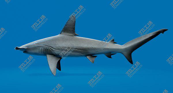 images/goods_img/20210312/Hammerhead Shark 3D model/2.jpg